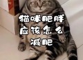 肥猫一年多减重16斤,我家猫咪太胖了怎么办？