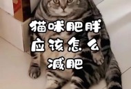肥猫一年多减重16斤,我家猫咪太胖了怎么办？