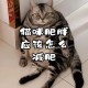 肥猫一年多减重16斤,我家猫咪太胖了怎么办？