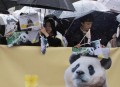 大熊猫爽爽标本回国,大熊猫回国视频