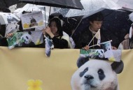 大熊猫爽爽标本回国,大熊猫回国视频