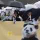大熊猫爽爽标本回国,大熊猫回国视频