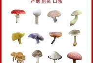 男童吃毒蘑菇去世,毒蘑菇的故事儿童？