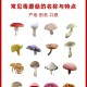 男童吃毒蘑菇去世,毒蘑菇的故事儿童？