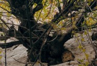 悬崖坠落被1棵树救下,悬崖峭壁上为什么能生长树木？