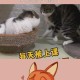 医生持弓箭射流浪猫,有一个电视剧里有一个情节是一群医生给一个男的做手术，这个男的说他肚子里有一只猫的，这个电视剧叫什么？