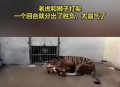 富豪放狮子攻击员工,老虎PK狮子~~网上可搜索到的地坑狮虎斗视频(英国一位爱狮的富翁所拍摄)？