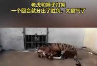 富豪放狮子攻击员工,老虎PK狮子~~网上可搜索到的地坑狮虎斗视频(英国一位爱狮的富翁所拍摄)？