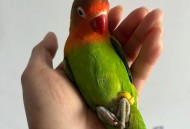 口袋养鹦鹉致高烧,养鹦鹉发烧