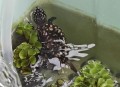 自来水中含活体虫,刚买回来的七厘米长茎龟怎么入水长茎龟怎么入水？