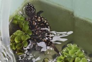 自来水中含活体虫,刚买回来的七厘米长茎龟怎么入水长茎龟怎么入水？