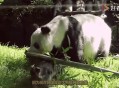 日本希望再租借熊猫,熊猫不再租借是真的吗？
