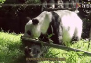 日本希望再租借熊猫,熊猫不再租借是真的吗？
