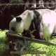 日本希望再租借熊猫,熊猫不再租借是真的吗？