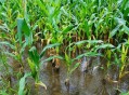河南玉米收获季遇雨,下雨后种玉米好吗？