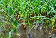 河南玉米收获季遇雨,下雨后种玉米好吗？