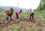 村民哄抢承包地土豆,种过土豆的土地还能种其他东西吗？