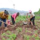 村民哄抢承包地土豆,种过土豆的土地还能种其他东西吗？