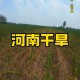 河南遭40年难遇干旱,河南三年大旱原因？