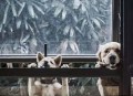 野良犬2游戏攻略,野良犬游戏攻略时钟的密码