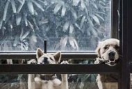 野良犬2游戏攻略,野良犬游戏攻略时钟的密码