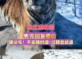 在动物园偷拽老虎毛,动物园怎么叫老虎过来？