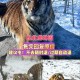 在动物园偷拽老虎毛,动物园怎么叫老虎过来？