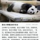最长寿熊猫35岁生日,最长寿大熊猫叫什么名字？