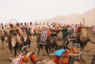 敦煌鸣沙山又堵骆驼,鸣沙山骑骆驼大人能带孩子吗？