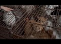 查处一屠宰猫只窝点,屠宰猫有什么用？