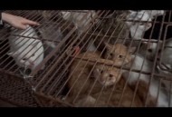 查处一屠宰猫只窝点,屠宰猫有什么用？