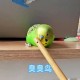 鹦鹉开饮水器喝水,虎皮鹦鹉不会用鸟用饮水器吗﹖为什么我的鹦鹉不喝水啊﹖？