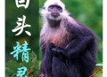 白头叶猴50米速降,金丝猴和白头叶猴谁级别高？