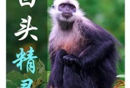 白头叶猴50米速降,金丝猴和白头叶猴谁级别高？