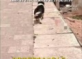 被狗咬3个月后去世,湖州6岁男孩被狗咬得了狂犬病，为何注射狂犬疫苗后还是去世了？