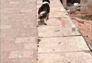 被狗咬3个月后去世,湖州6岁男孩被狗咬得了狂犬病，为何注射狂犬疫苗后还是去世了？