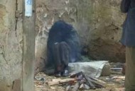 河南热死了5只大鹅,河南被饿死的小伙