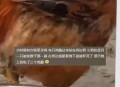多要一块鸡肉被刺死,冬天鸡杀了能放多久？