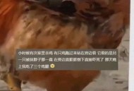 多要一块鸡肉被刺死,冬天鸡杀了能放多久？