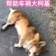 被柯基关车外20分钟,上班把柯基关笼子里行吗？
