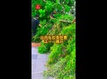 台风三级应急响应,台风一级应急与三级应急区别？