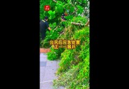 台风三级应急响应,台风一级应急与三级应急区别？