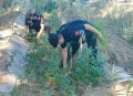 小孩哥发现野生大麻,