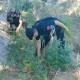 小孩哥发现野生大麻,