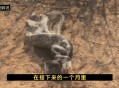 老人被巨蟒吞食而亡,老人都说蛇有冰片，蛇在什么环境才可以吐出冰片？