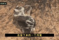 老人被巨蟒吞食而亡,老人都说蛇有冰片，蛇在什么环境才可以吐出冰片？
