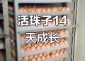 3箱活珠子孵出小鸡,活珠子用多少温度孵化？