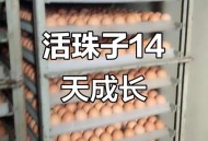 3箱活珠子孵出小鸡,活珠子用多少温度孵化？