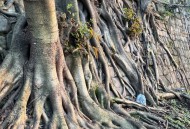 生命树疑被恶意评分,生命树侵权吗