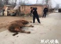 8名歹徒被当场击毙,柳州一男子屠宰场内被牛袭击致死，特警8枪将牛击毙, 你怎么看？